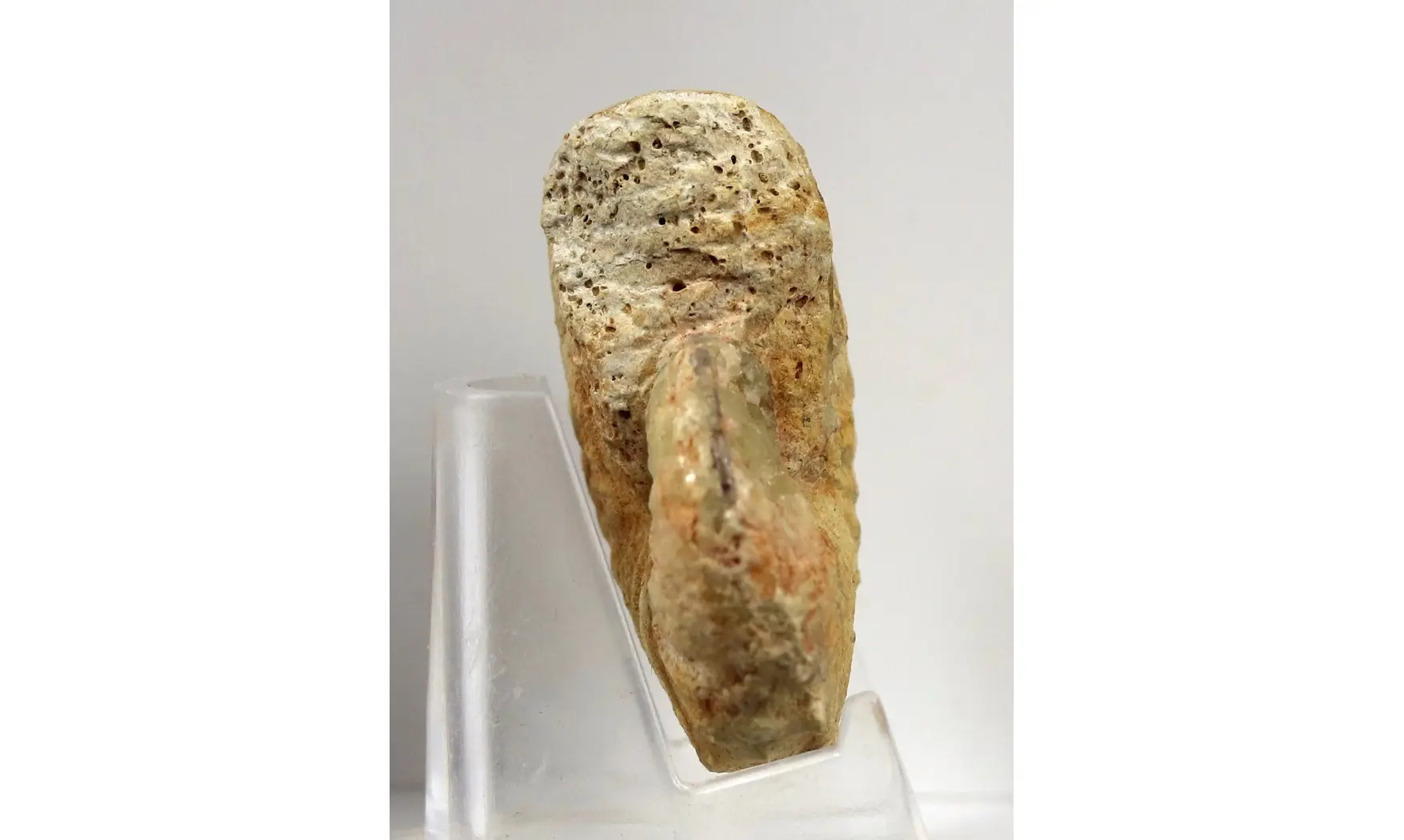 Taramelliceras taurimontanum