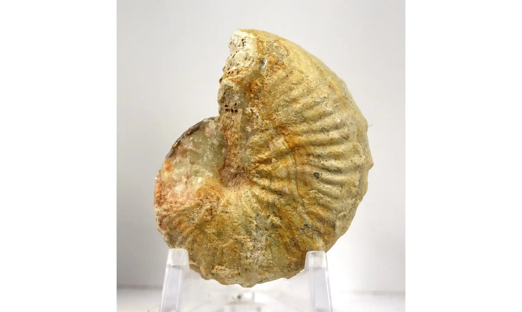 Taramelliceras taurimontanum