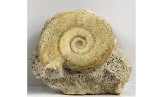 Subgrossouvria famulum