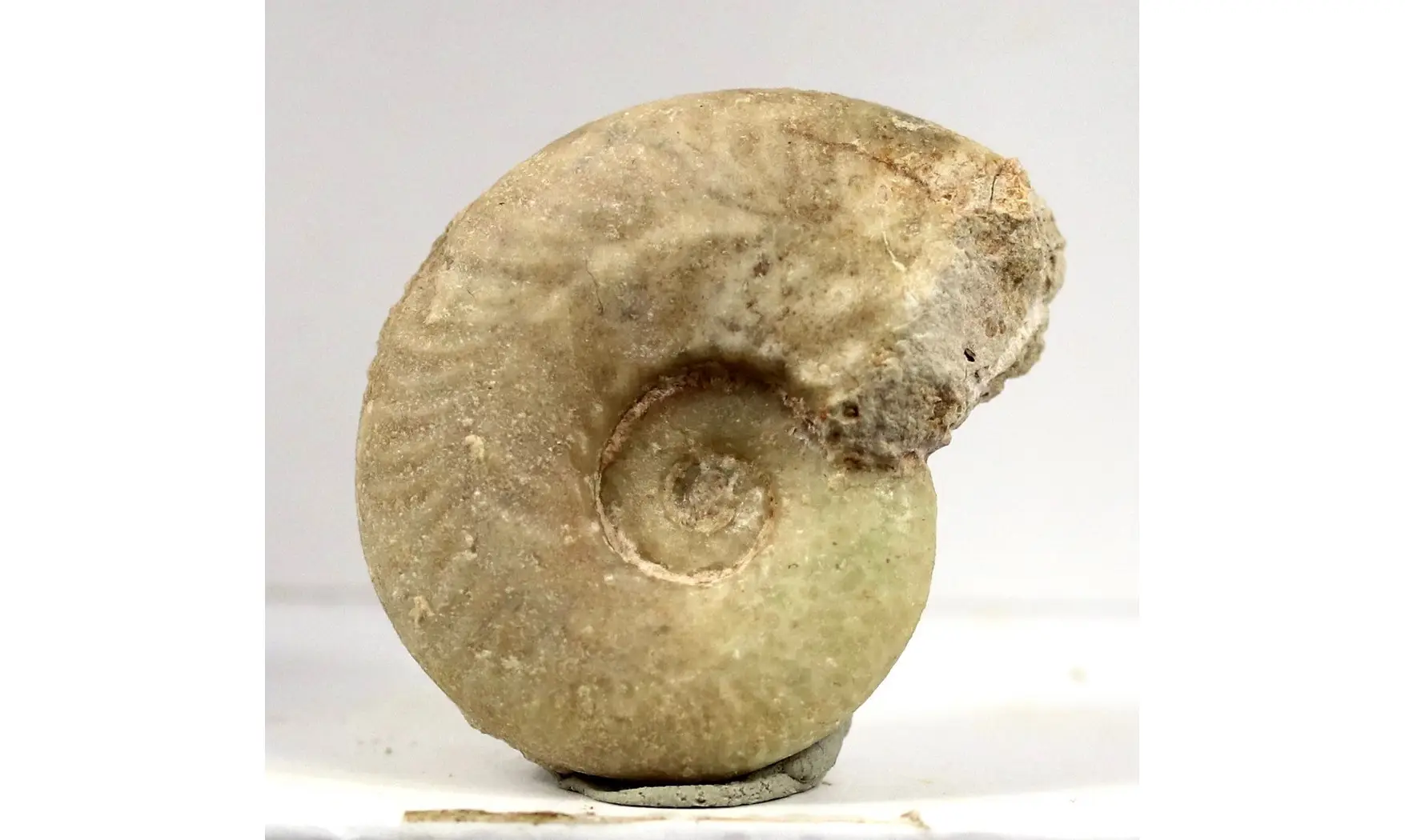 Brightia canaliculata