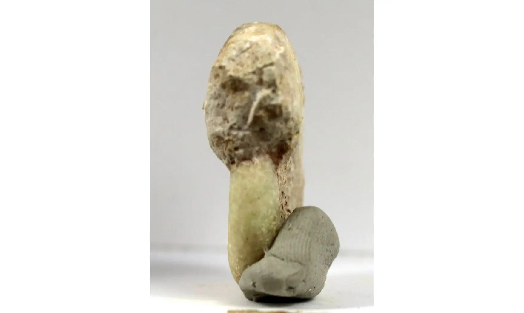 Brightia canaliculata