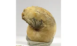Taramelliceras taurimontanum