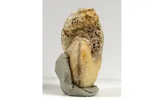Taramelliceras taurimontanum