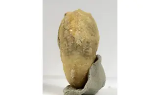 Taramelliceras taurimontanum