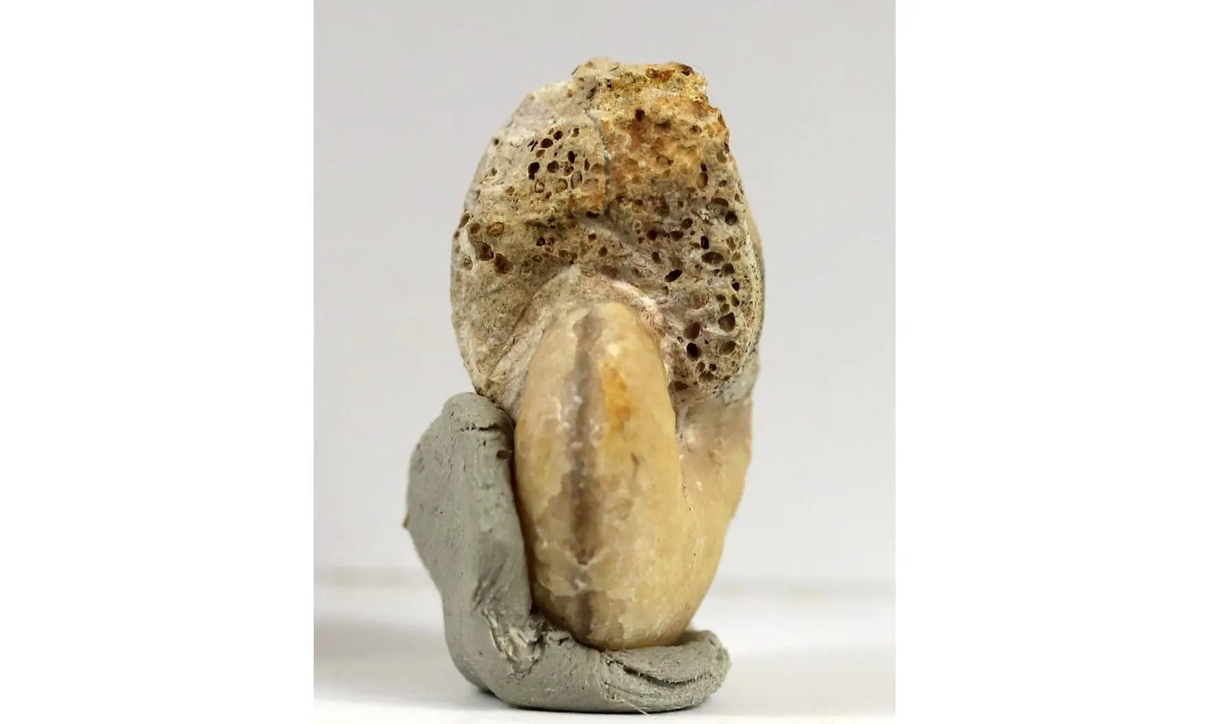 Taramelliceras taurimontanum