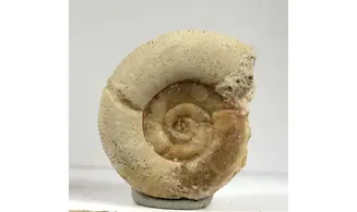 Subgrossouvria famulum