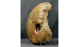 Phricodoceras lamellosum