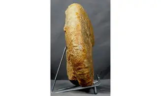 Phricodoceras lamellosum