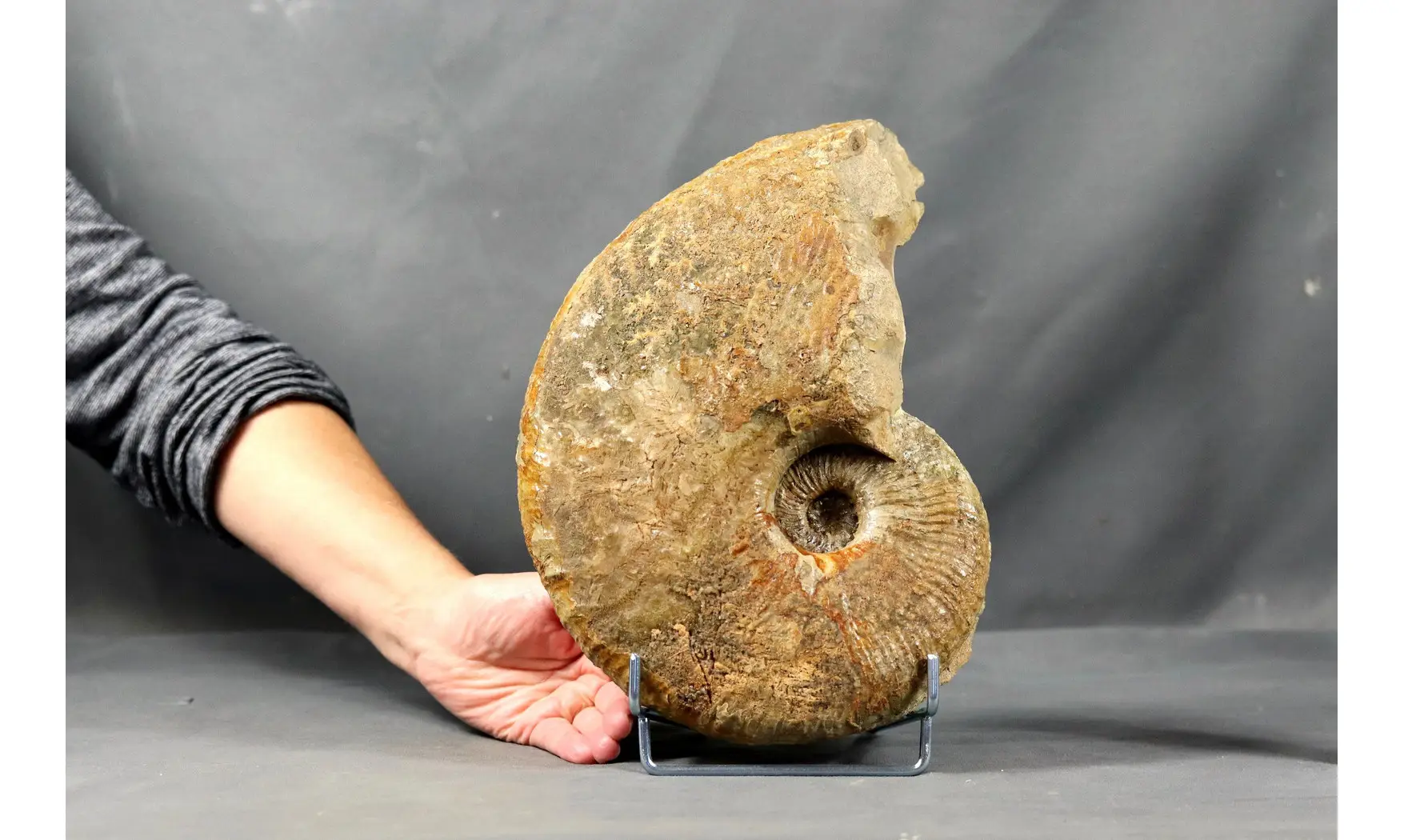 Phricodoceras lamellosum