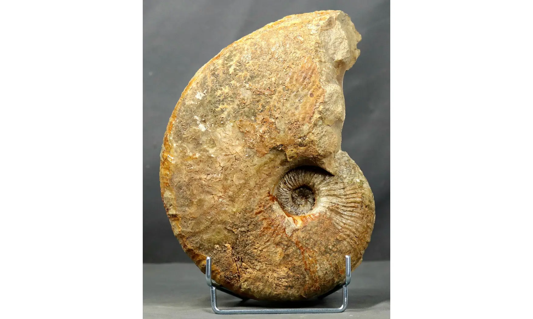 Phricodoceras lamellosum