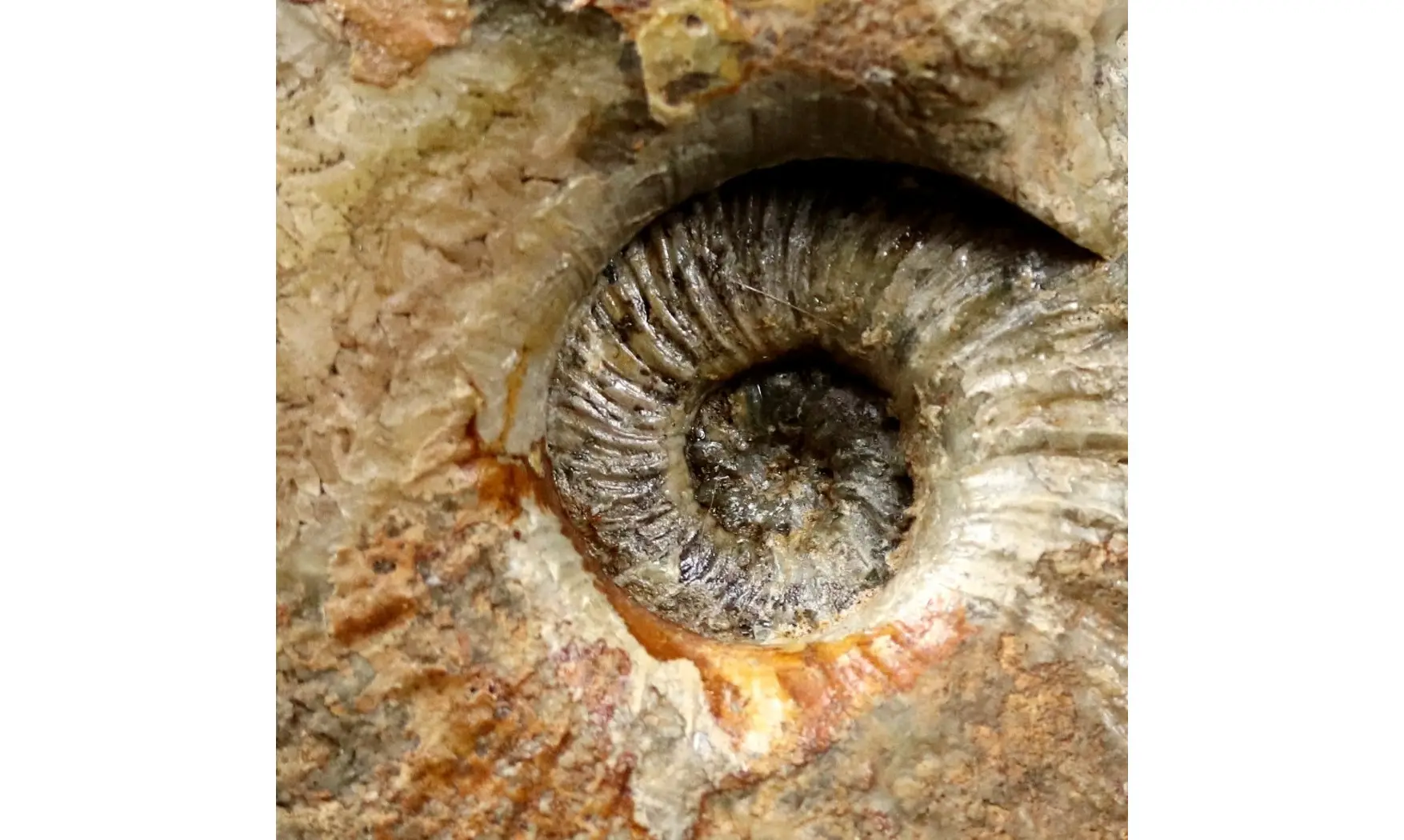 Phricodoceras lamellosum
