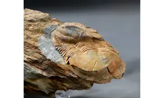 Ectillaenus giganteus
