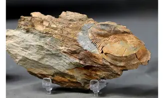 Ectillaenus giganteus