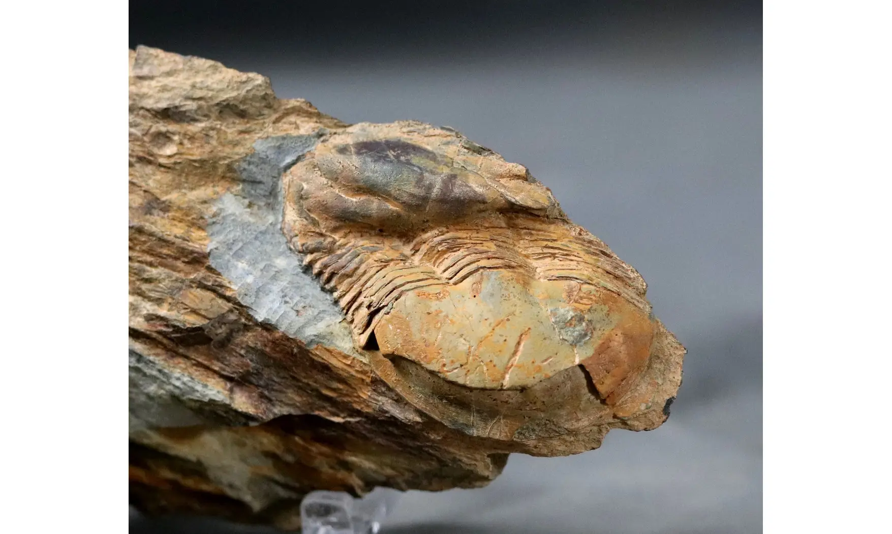 Ectillaenus giganteus