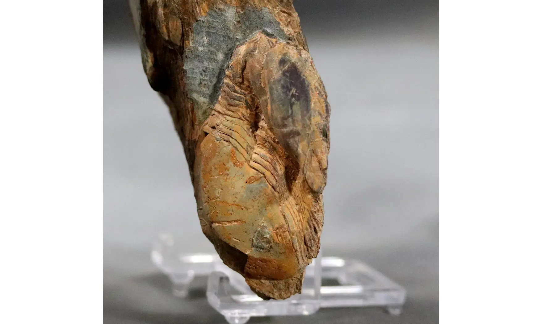 Ectillaenus giganteus