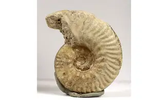 Sublunuloceras virguloides