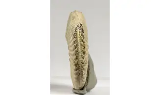 Sublunuloceras virguloides