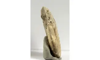 Sublunuloceras virguloides