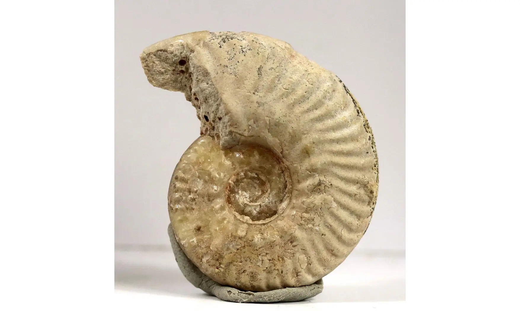 Sublunuloceras virguloides