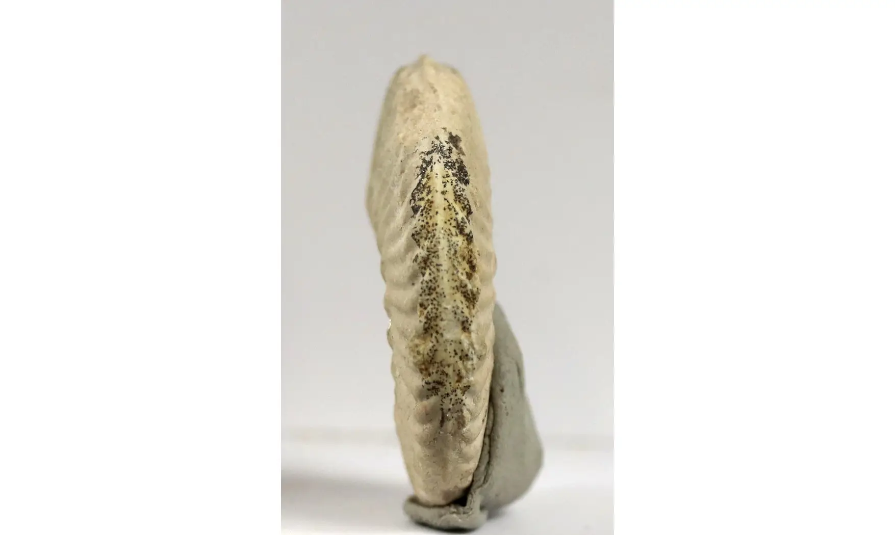 Sublunuloceras virguloides