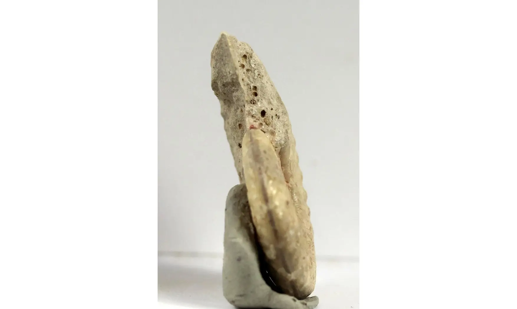 Sublunuloceras virguloides