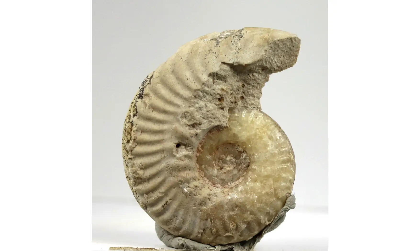 Sublunuloceras virguloides