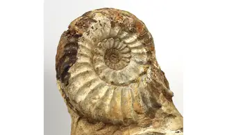 Pleuroceras solare