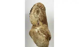 Pleuroceras solare