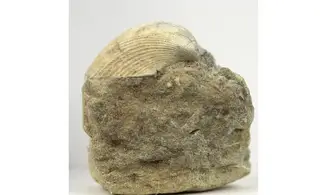 Arca glabra