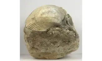 Arca glabra
