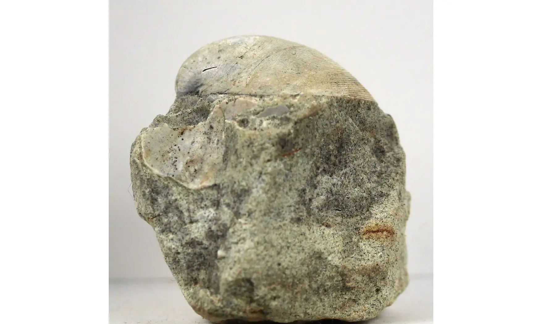 Arca glabra