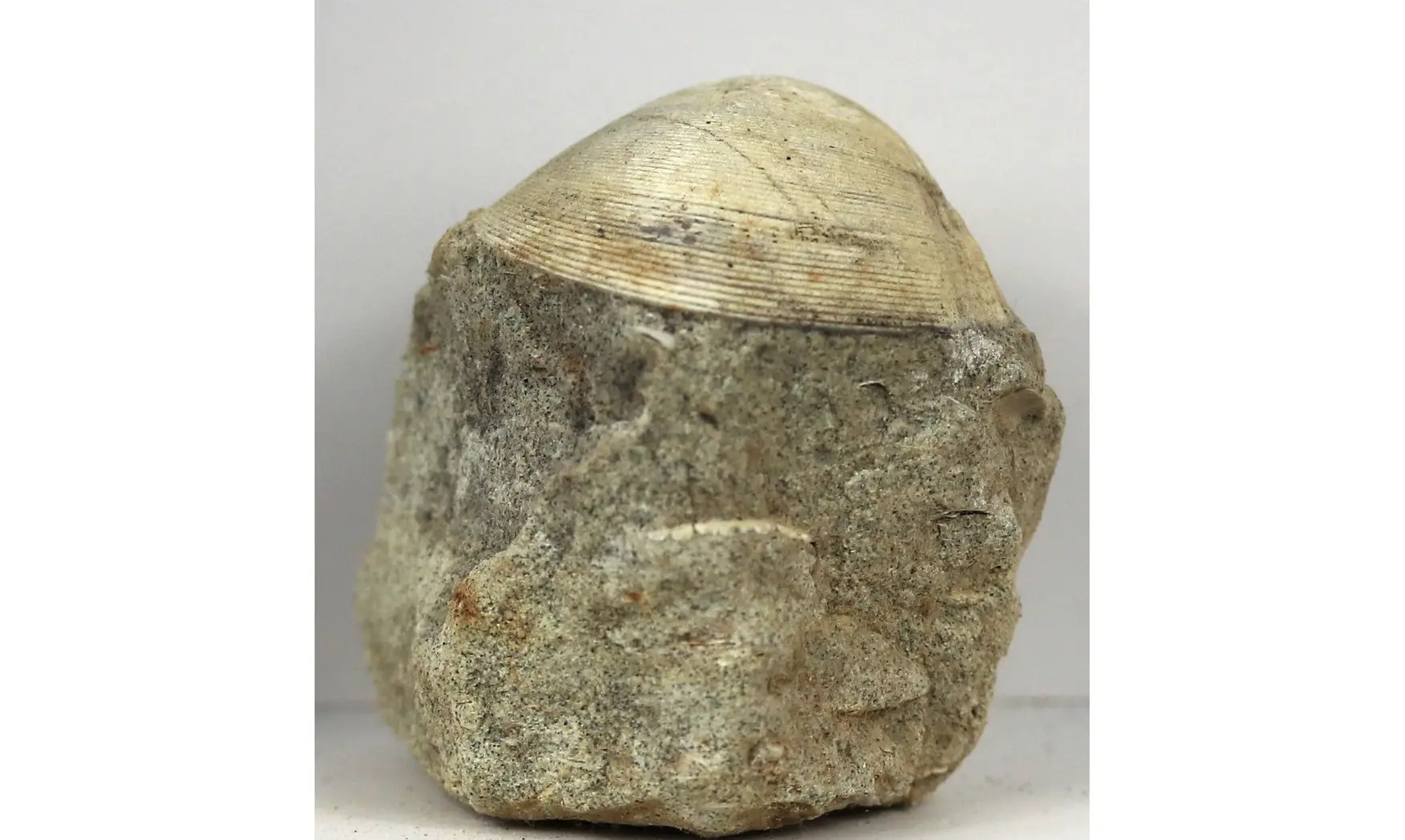 Arca glabra