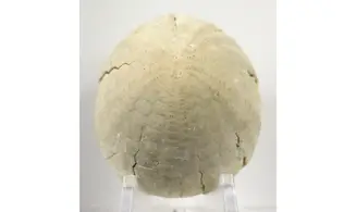 Echinocorys sulcatus