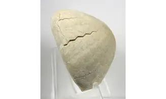 Echinocorys sulcatus