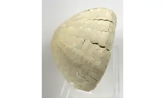 Echinocorys sulcatus