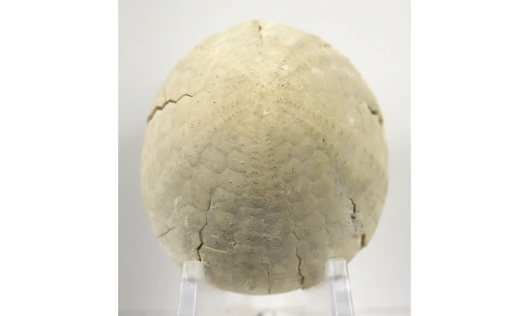 Echinocorys sulcatus