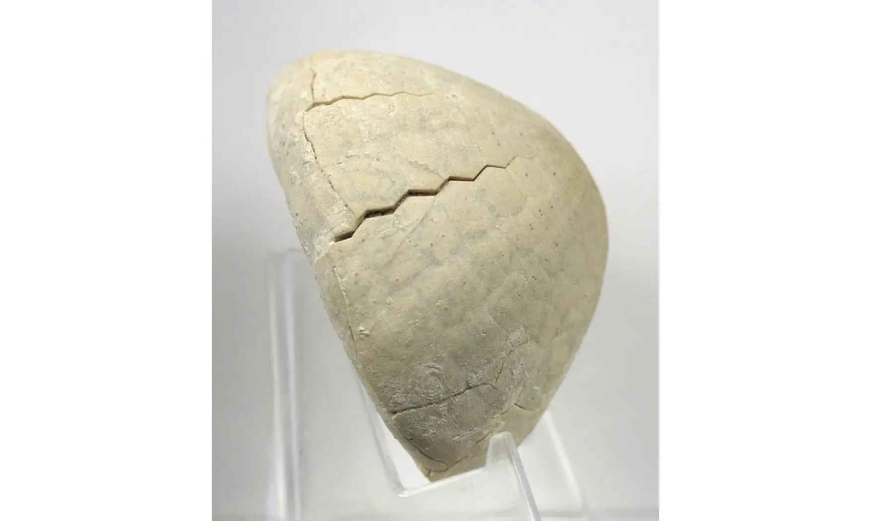 Echinocorys sulcatus