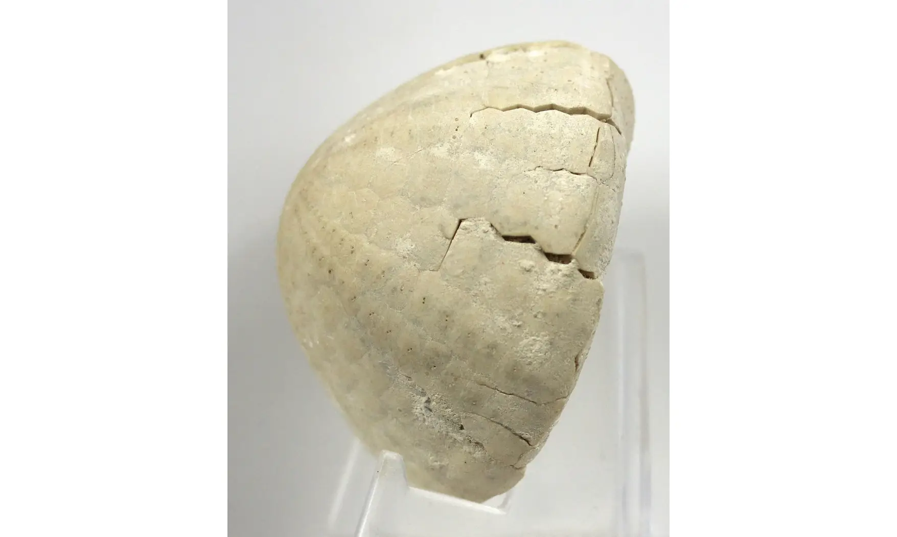 Echinocorys sulcatus