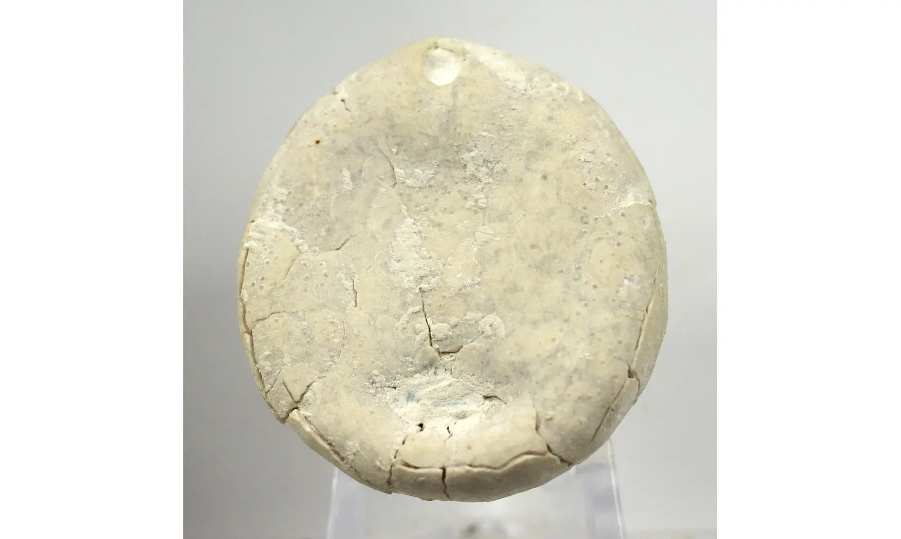 Echinocorys sulcatus
