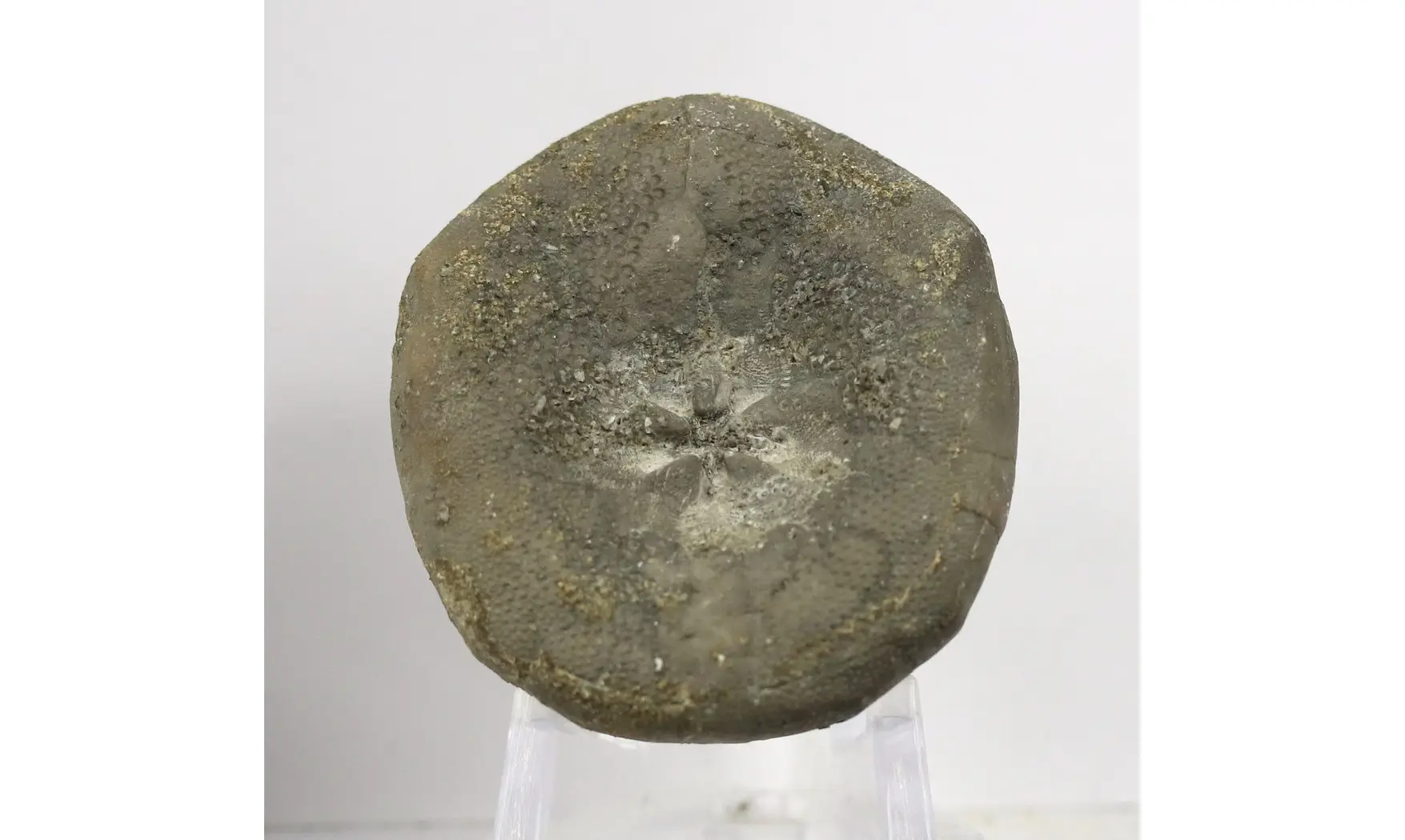 Hardouinia subquadrata