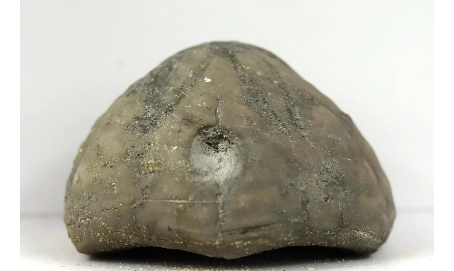 Hardouinia subquadrata