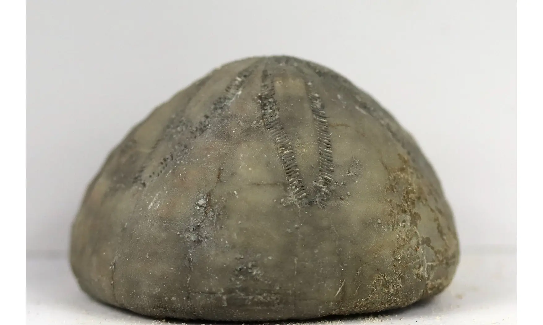 Hardouinia subquadrata
