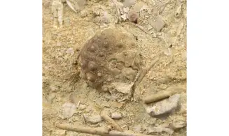 Hemicidaris luciensis