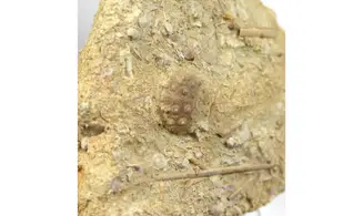 Hemicidaris luciensis