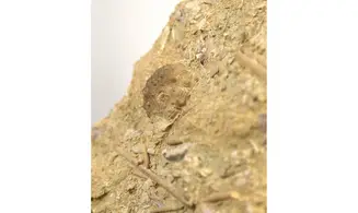 Hemicidaris luciensis