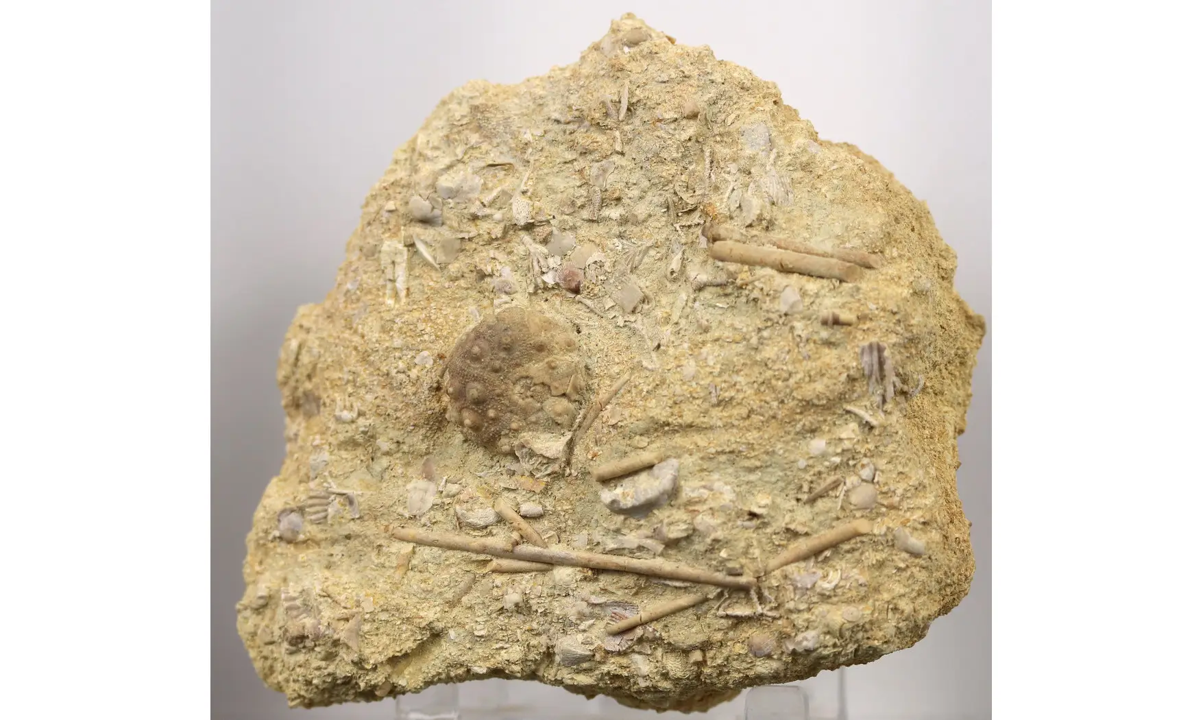 Hemicidaris luciensis