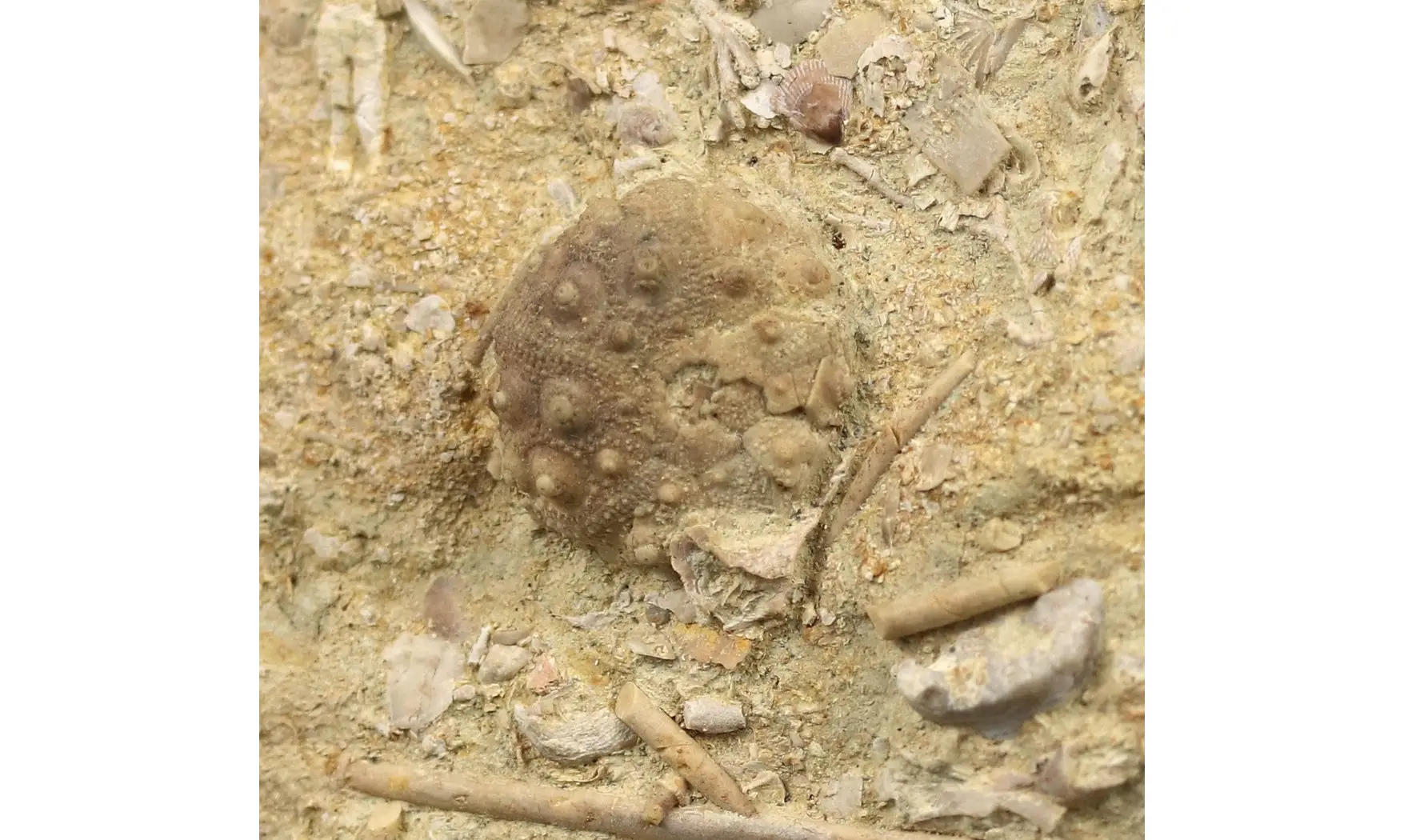 Hemicidaris luciensis