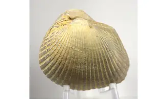 Anadara rufescens