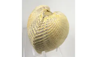 Anadara rufescens