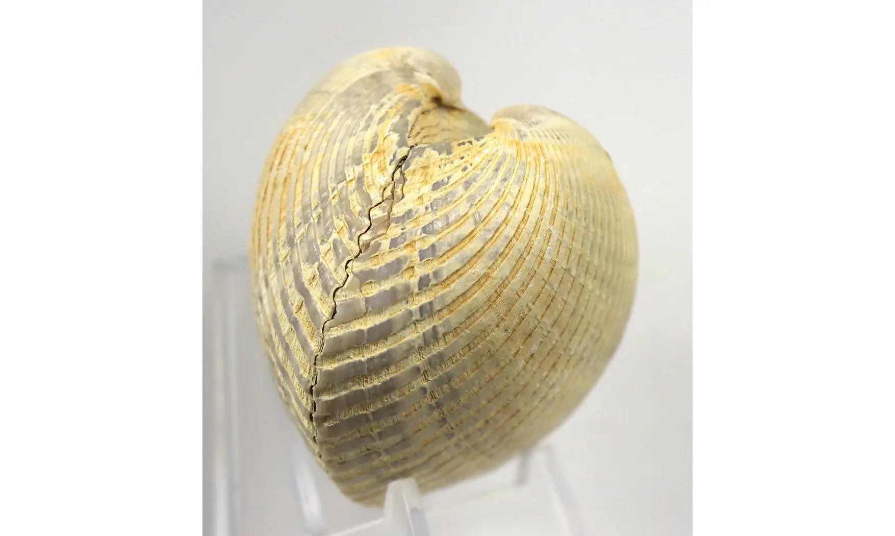 Anadara rufescens